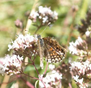 Image of Melitaea didyma meridionalis Staudinger 1870