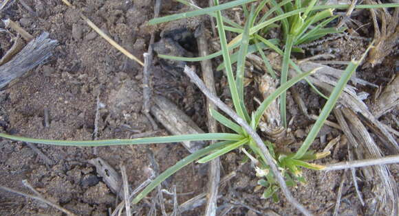 Image of Dianthus basuticus Burtt Davy