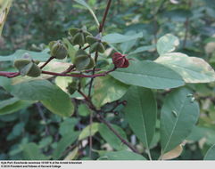 Imagem de Exochorda racemosa (Lindl.) Rehd.