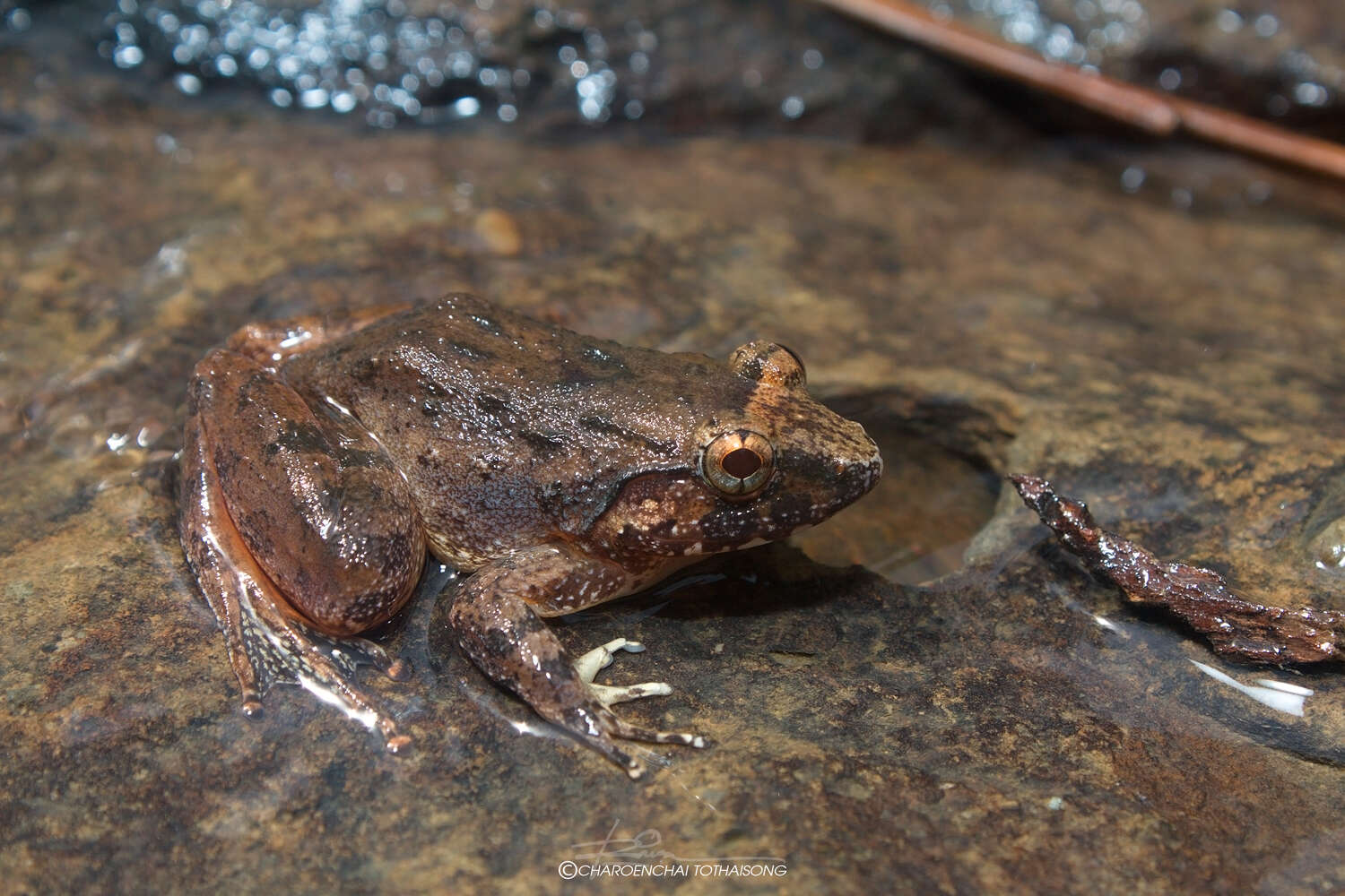 Image of Red Stream Frog