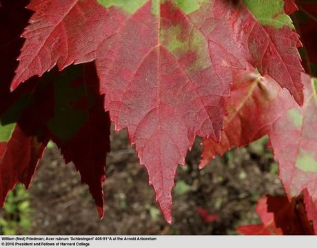 Image of Red Maple