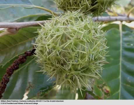 Image of Chinese chestnut