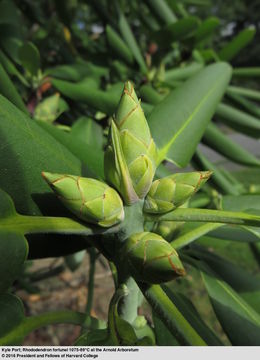 Image of Rhododendron fortunei T. Moore ex Lindl.