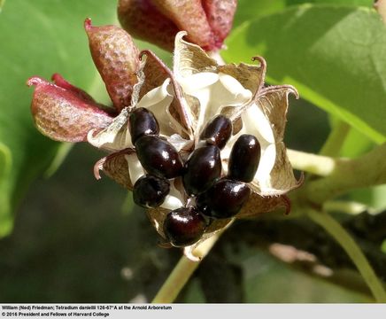 Image of bee-bee tree