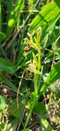 Image de Ophrys scolopax subsp. apiformis (Desf.) Maire & Weiller