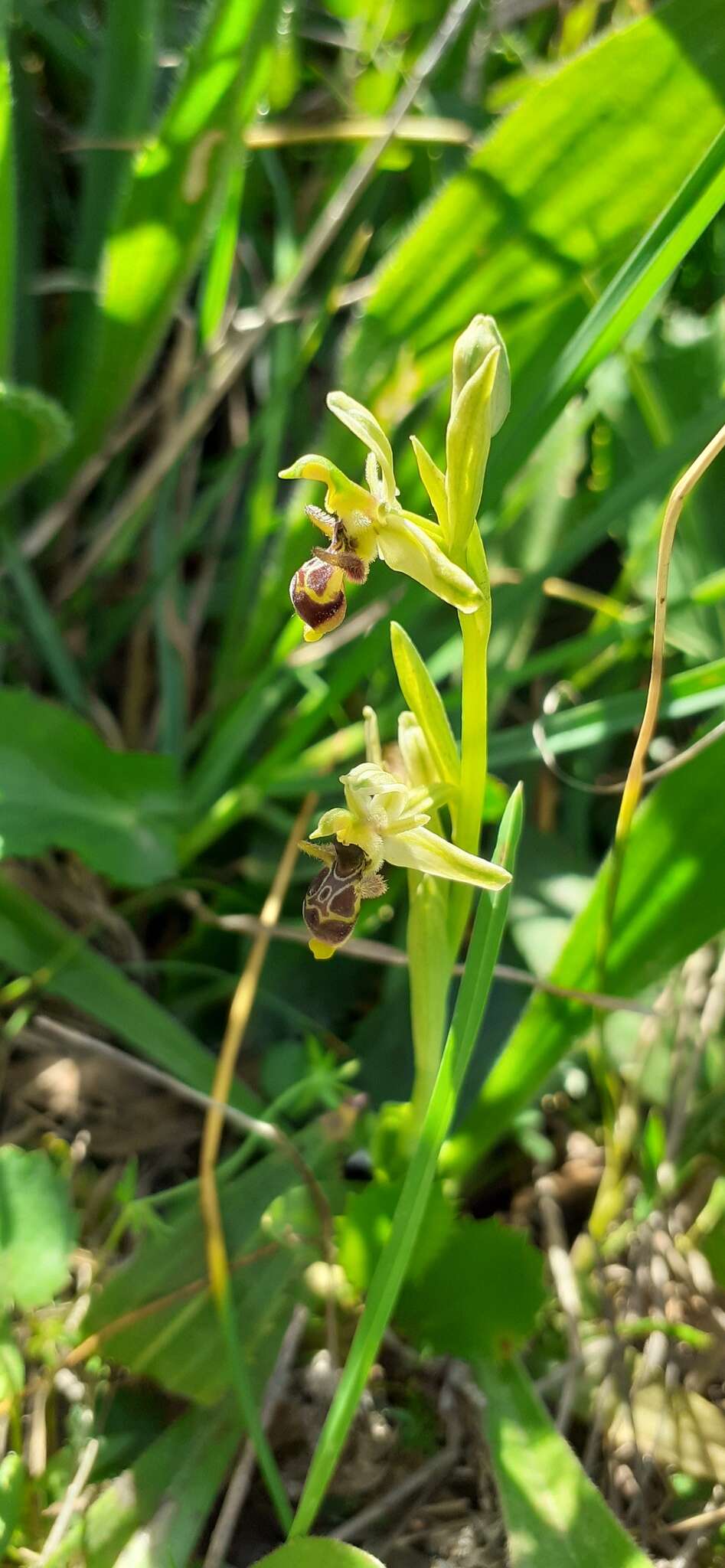 Image de Ophrys scolopax subsp. apiformis (Desf.) Maire & Weiller