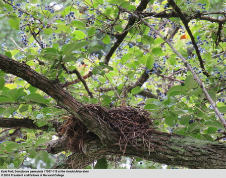 Image of <i>Symplocos paniculata</i>