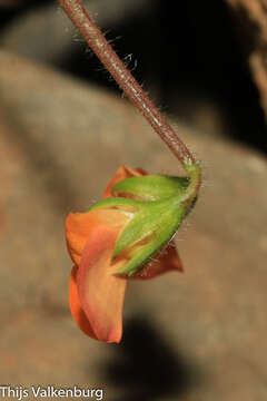 صورة Scorpiurus vermiculatus L.