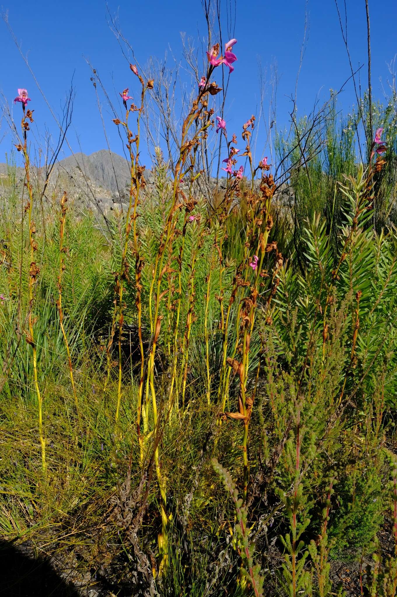 Image of Disa racemosa L. fil.