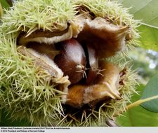 Image of Japanese chestnut