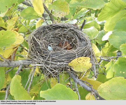 Image of <i>Hamamelis vernalis</i>