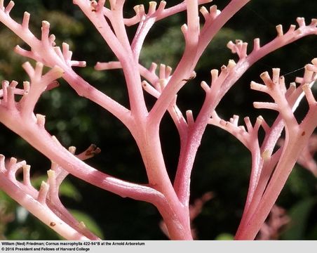 Image of Largeleaf Dogwood