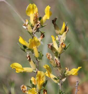 Image of golden broom