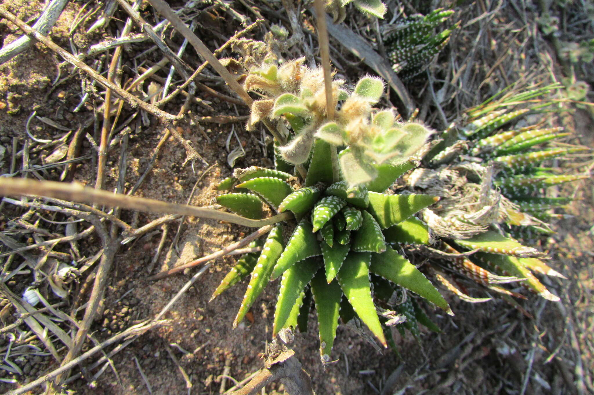 Image of Haworthiopsis fasciata (Willd.) G. D. Rowley