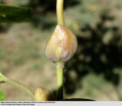 Image of Lindera obtusiloba Bl.