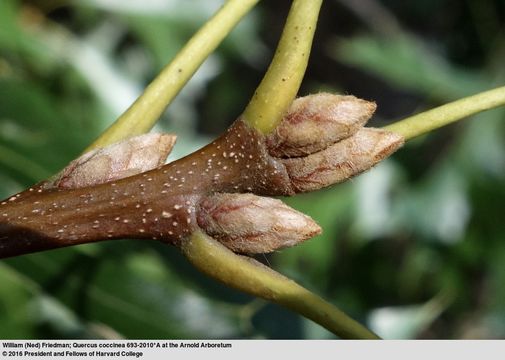 Image of Red Oak