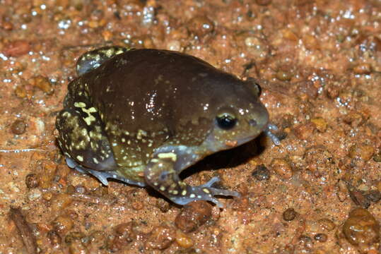 Imagem de Uperodon globulosus (Günther 1864)