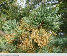 Image of Japanese White Pine