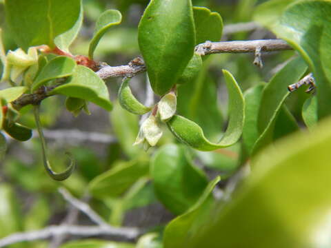 Image of Diospyros intricata (A. Gray) Standl.