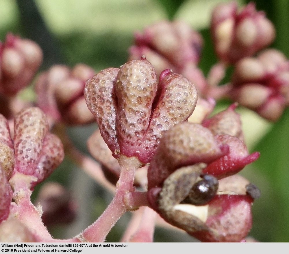 Image of bee-bee tree