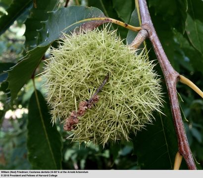 Image of American chestnut