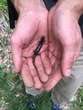 Image of Dusky Salamander