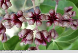 Tetradium daniellii (Benn.) T. G. Hartley resmi