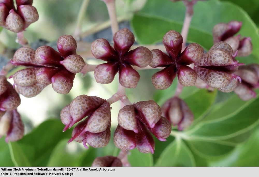 Image of bee-bee tree