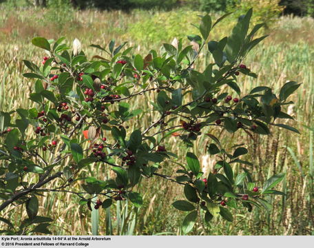 Imagem de Aronia arbutifolia (L.) Pers.