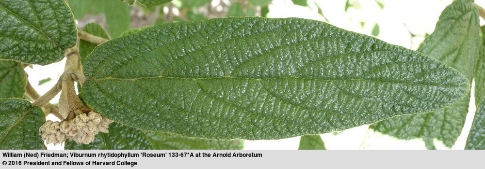 Image of Leatherleaf Viburnum