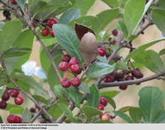 Image of Red Chokeberry