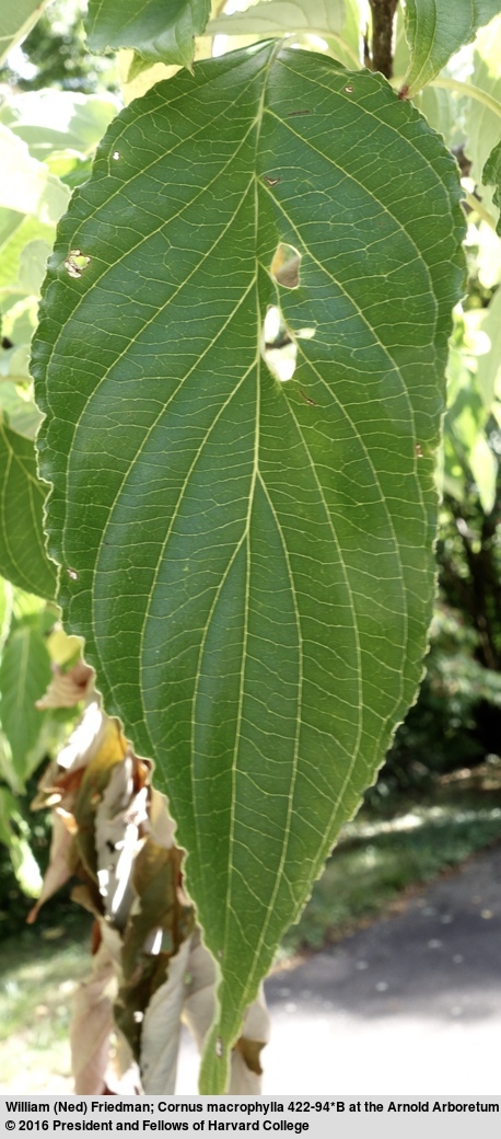 Sivun Cornus macrophylla Wall. kuva
