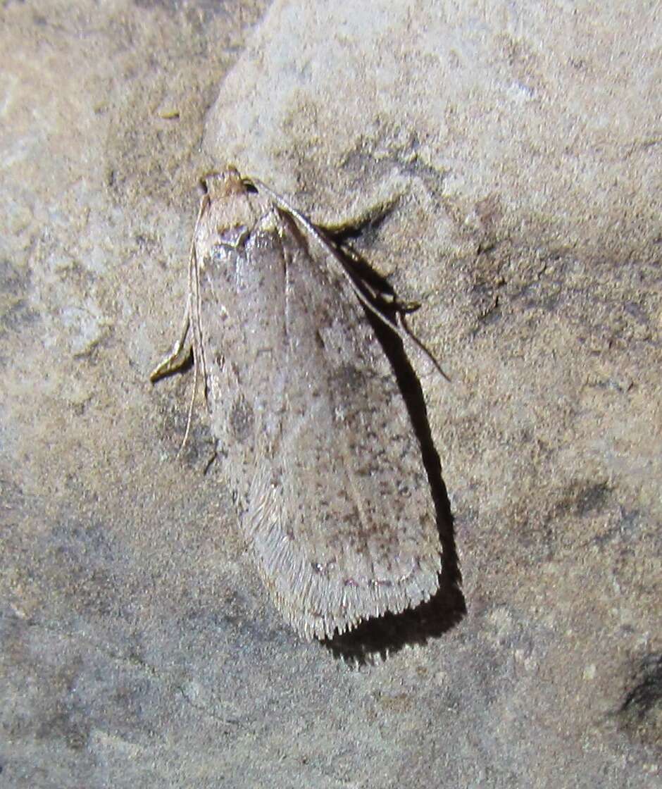 Image of Agonopterix argillacea Walsingham 1881