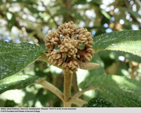 Plancia ëd Viburnum rhytidophyllum Hemsl. ex Forb. & Hemsl.