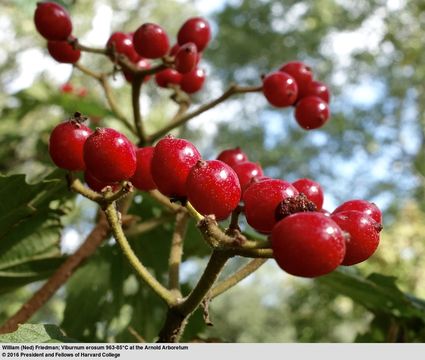 Image of Viburnum erosum Thunb.