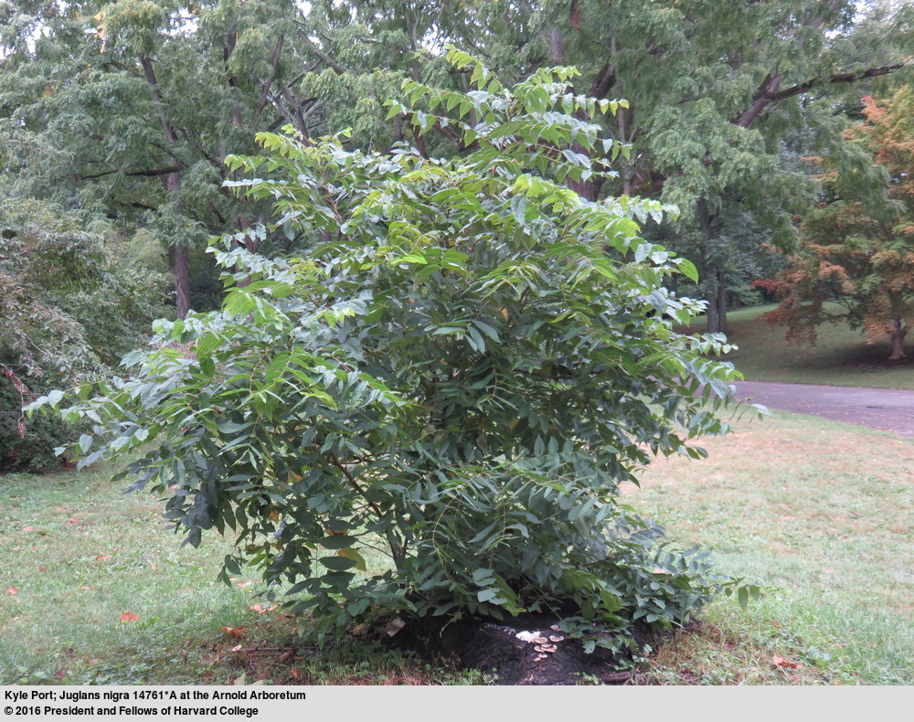 Image of black walnut