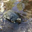 Image of Northern Pacific Pond Turtle