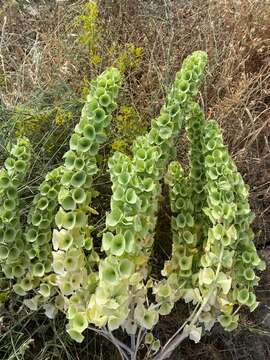 Image of moluccella