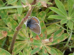 Image of Plebejus samuelis