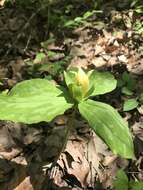 Trillium luteum (Muhl.) Harb. resmi