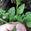 Lobelia cliffortiana L. resmi