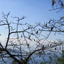 Ceiba erianthos (Cav.) K. Schum. resmi