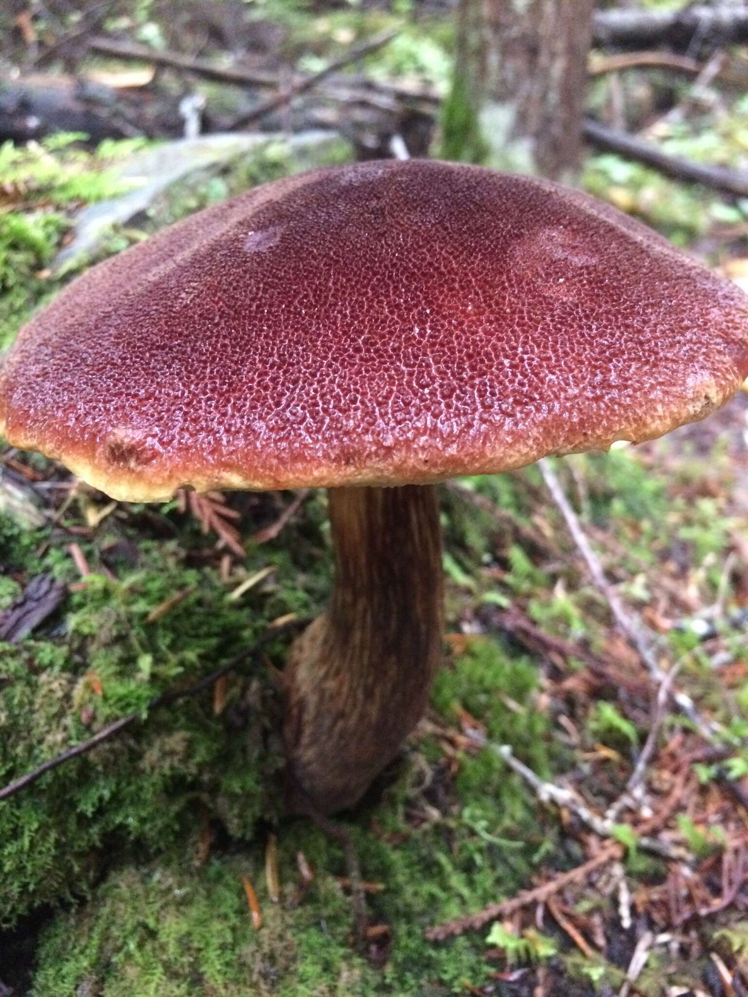 Image of Aureoboletus mirabilis (Murrill) Halling 2015