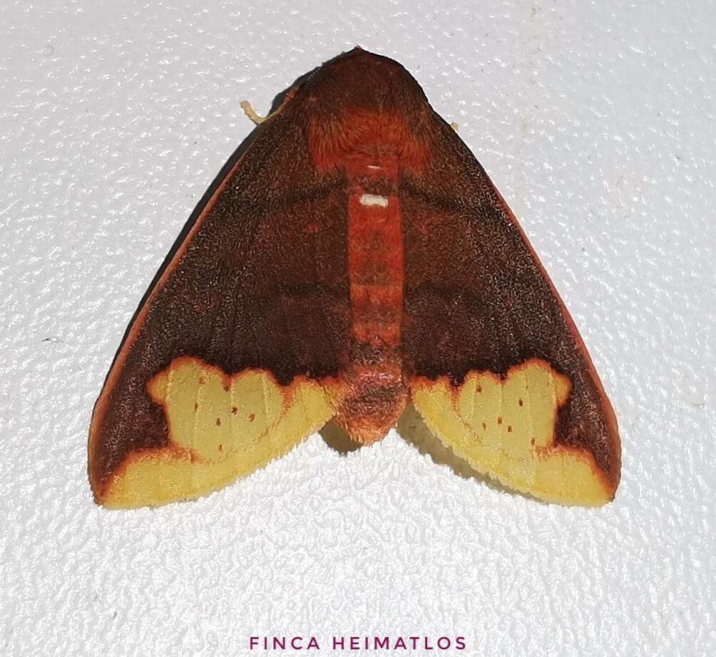 Image of Pseudepimolis incisa (Rothschild 1909)