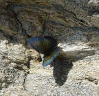 Image of Swiss Brassy Ringlet