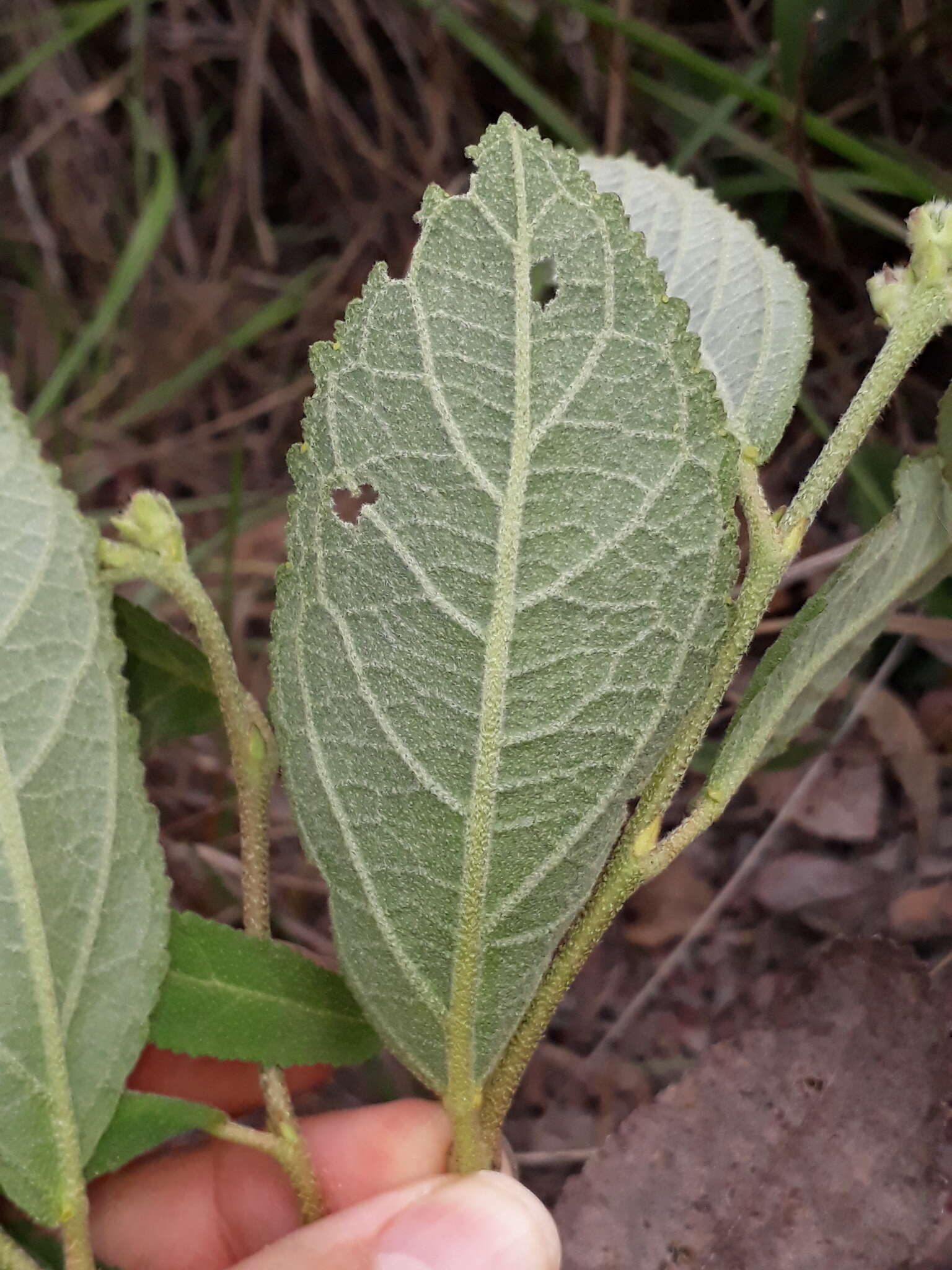 Image of Croton antisyphiliticus Mart.