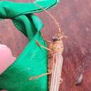 Coccoderus novempunctatus (Germar 1824)的圖片