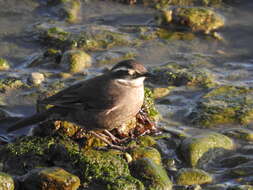 Image of Gray-flanked Cinclodes