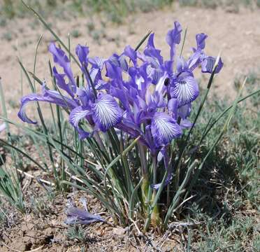 Image of Iris loczyi Kanitz