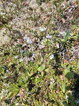 Pinguicula variegata Turcz.的圖片